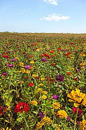 宣布今年夏天推出正式版！《林中小女巫》发布更新